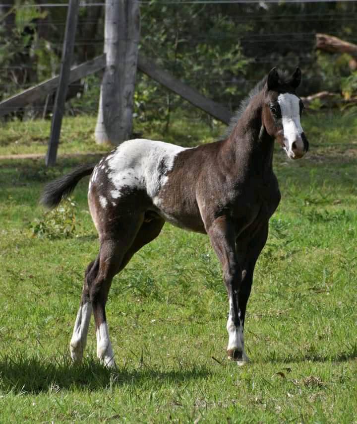 appaloosa foals for sale